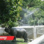 यूपी में भीषण गर्मी, बाघिन पूल में दिन काट रही:गैंडे के लिए स्प्रिंकलर लगाए; 31 शहरों में लू का अलर्ट, बांदा देश में सबसे गर्म