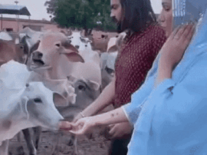 फैमिली-डिस्प्यूट के बीच सपना चौधरी ने पति पर जताया प्यार:रील बनाकर लिखा- मन्ने तेरे पै मर लेन दें; 2 दिन पहले कोर्ट से सिक्योरिटी मांगी