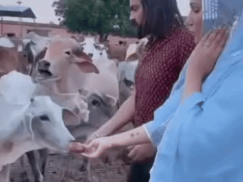 फैमिली-डिस्प्यूट के बीच सपना चौधरी ने पति पर जताया प्यार:रील बनाकर लिखा- मन्ने तेरे पै मर लेन दें; 2 दिन पहले कोर्ट से सिक्योरिटी मांगी