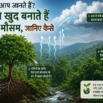 क्या आप जानते हैं? जंगल खुद बनाते हैं अपना मौसम, जानिए कैसे