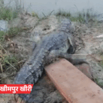 यूपी में नदियां उफनाईं, डैम ओवरफ्लो, घर में घुसा मगरमच्छ:कानपुर-प्रयागराज में बारिश, 30 शहरों में अलर्ट; योगी बोले- अफसर फील्ड में उतरें