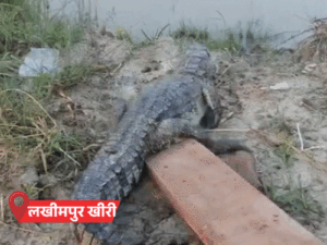 यूपी में नदियां उफनाईं, डैम ओवरफ्लो, घर में घुसा मगरमच्छ:कानपुर-प्रयागराज में बारिश, 30 शहरों में अलर्ट; योगी बोले- अफसर फील्ड में उतरें