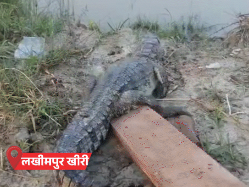 यूपी में नदियां उफनाईं, डैम ओवरफ्लो, घर में घुसा मगरमच्छ:कानपुर-प्रयागराज में बारिश, 30 शहरों में अलर्ट; योगी बोले- अफसर फील्ड में उतरें