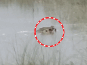 12 साल के बच्चे को मगरमच्छ जिंदा खा गया, VIDEO:बहराइच में पैर जबड़े में दबाकर खींच ले गया, बच्चा तड़पता रहा...चाचा चिल्लाते रह गए