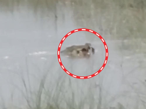 12 साल के बच्चे को मगरमच्छ जिंदा खा गया, VIDEO:बहराइच में पैर जबड़े में दबाकर खींच ले गया, बच्चा तड़पता रहा...चाचा चिल्लाते रह गए