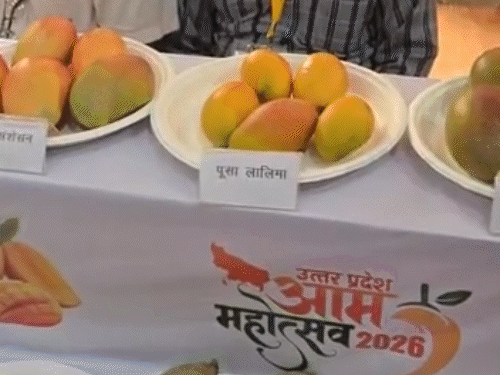 लखनऊ मैंगो फेस्टिवल में मोदी-योगी आम ने लुभाया:नूरजहां, लालिमा भी छाए; सीएम ने दोनों हाथों में आम लेकर फोटो खिंचाई