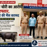 24 घंटे में भैंस चोरी का खुलासा, आरोपी गिरफ्तार; चोरी की भैंस बरामद