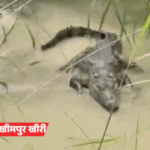 बरेली में बारिश, बलिया में नदी में 9 मकान समाए:लखीमपुर में मगरमच्छ गांव में पहुंचा, जाल में फंसा अजगर; 71 शहरों में अलर्ट