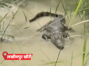 बरेली में बारिश, बलिया में नदी में 9 मकान समाए:लखीमपुर में मगरमच्छ गांव में पहुंचा, जाल में फंसा अजगर; 71 शहरों में अलर्ट