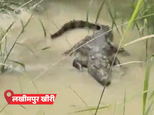 बरेली में बारिश, बलिया में नदी में 9 मकान समाए:लखीमपुर में मगरमच्छ गांव में पहुंचा, जाल में फंसा अजगर; 71 शहरों में अलर्ट