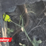 लखीमपुर में किचन में घुसा 10 फीट का सांप:बिजनौर के 6 गांवों में बाढ़, कमर तक पानी में बैलगाड़ी चली; यूपी के 57 जिलों में अलर्ट