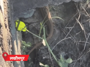 लखीमपुर में किचन में घुसा 10 फीट का सांप:बिजनौर के 6 गांवों में बाढ़, कमर तक पानी में बैलगाड़ी चली; यूपी के 57 जिलों में अलर्ट