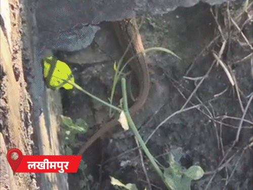 लखीमपुर में किचन में घुसा 10 फीट का सांप:बिजनौर के 6 गांवों में बाढ़, कमर तक पानी में बैलगाड़ी चली; यूपी के 57 जिलों में अलर्ट