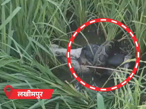 नहर में डूब रहे युवक को सिपाही ने बचाया, VIDEO:लखीमपुर में अजगर ने मोर को निगला, 56 जिलों में बारिश का अलर्ट