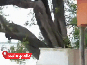 लखीमपुर में पेड़ नदी में समाया, चौकी में घुसा सांप:बलिया में गड्‌ढे में पलटा ई-रिक्शा, 19 जिलों में बारिश का अलर्ट