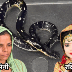 मेरठ के रविता सांपकांड से सीखा हत्या का तरीका:दामिनी ने करैत से कटवाकर पति की जान ली, स्कूल वैन ड्राइवर से था अफेयर